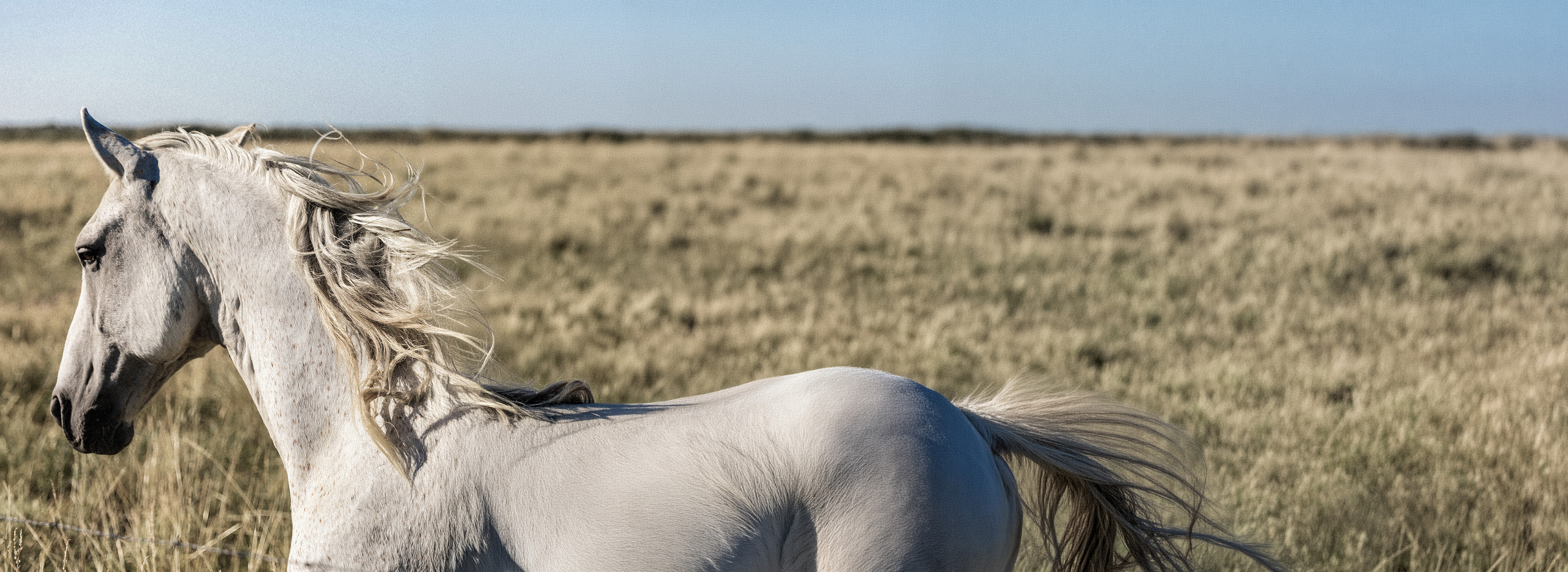 Caballo en la pampa de Canelo